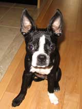 Filfil - Boston Terrier